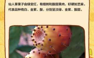 什么仙人掌品种结果最多？