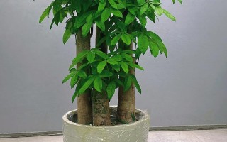 发财树的所有品种图片