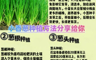 香葱种子育苗何时播？方法有何要点？
