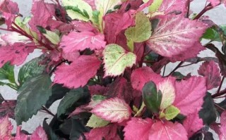 扶桑花翻盆后如何养护？