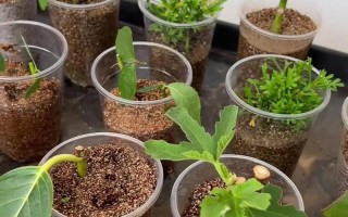 招财树怎么养？扦插能活吗？