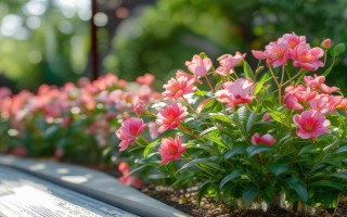 花卉金枝玉叶的养护方法