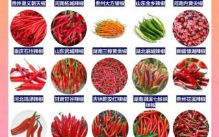辣椒品种有哪些？分类及图片解析