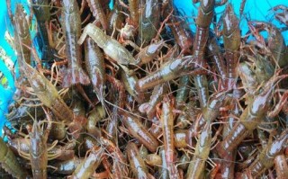 盱眙龙虾养殖技术要点有哪些？