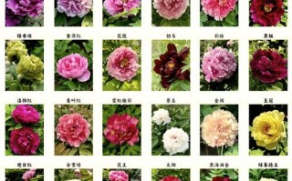 单瓣牡丹有哪些常见品种名称？
