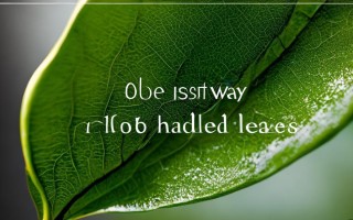 叶子最好处理的方法是什么？