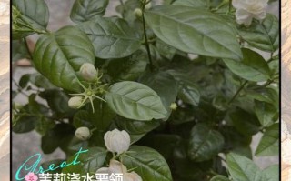 木梨花怎么用？功效与用法有哪些？