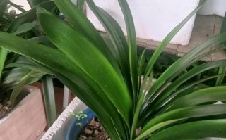 胜利君子兰什么品种最值得养？