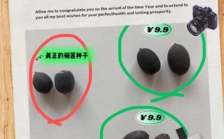 碗莲的种子怎么种植方法