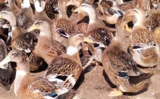 什么品种的鸭子长得最大？