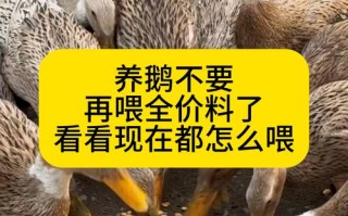 鹅下蛋期间需要喂什么饲料