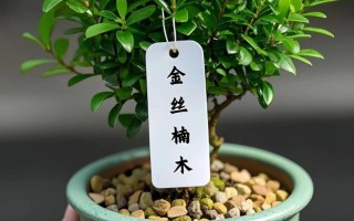 小叶赤楠的盆景养殖方法