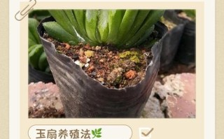 玉扇怎么种？新手必看种植指南