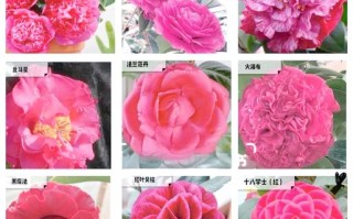 最耐寒茶花品种有哪些？