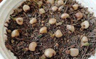 君之兰种子的种植方法