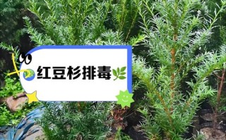 红豆杉怎么种才正确？