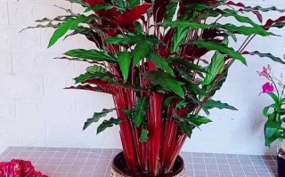 竹芋开花品种有哪些？