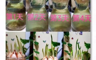 花盆种大蒜怎么种？步骤有哪些？