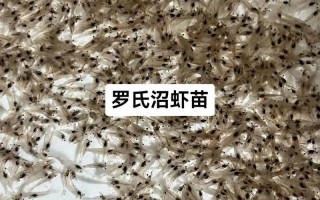 水产苗种属于水产品吗