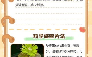 冬季生石花怎么浇水才正确？