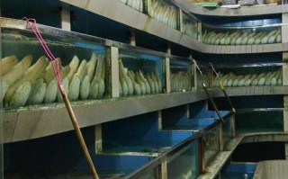 广东黄鳝水产批发市场今日价格多少？