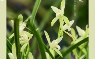 建兰与剑兰是同种兰花吗？