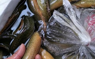 重庆水产市场泥鳅收购价如何？