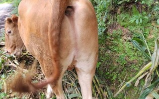 四川养牛品种选哪个最合适？