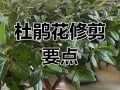 杜鹃花盆栽如何养护好？