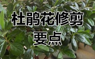杜鹃花盆栽如何养护好？