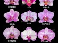 怎么区分蝴蝶兰的品种