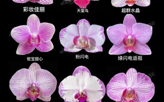 怎么区分蝴蝶兰的品种