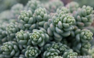 姬星美人家庭养殖方法有哪些关键步骤？