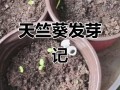 天竺葵花种子怎么种？