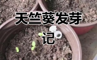 天竺葵花种子怎么种？