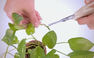 绿萝海绵扦插视频怎么操作？