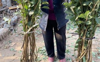 浙江适合种哪些果树品种？