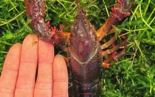 最大的淡水小龙虾品种有多大？