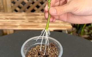 家庭月季花怎么繁殖最简单？