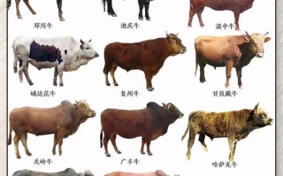 北方适合养什么品种牛？
