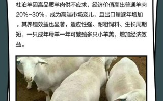 杜泊羊和什么品种杂交最好吃？