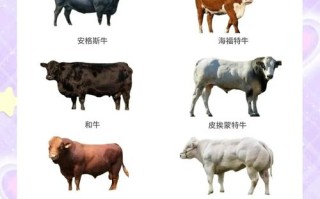 肉牛品种哪个更好吃？