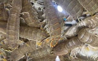 丽水水产海鲜爆款单品有哪些？