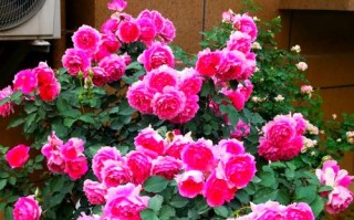 月月开的月季花什么品种