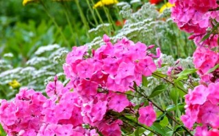 耐寒好养的绣球花品种有哪些？