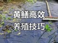 黄鳝养殖配套养什么好
