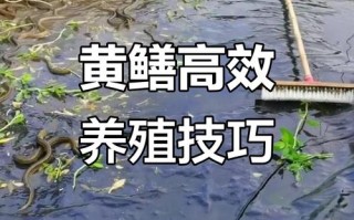 黄鳝养殖配套养什么好