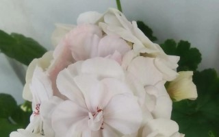 白色天竺葵有哪些常见品种？