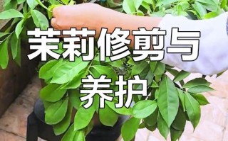 双层茉莉花怎么修剪？图片方法看这里！