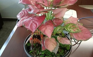 吉利红什么品种是最好的